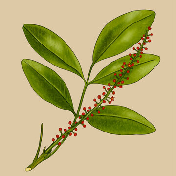 Jaborandi
