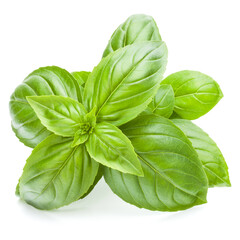 Fresh sweet Genovese basil leaves isolated on white background cutout.