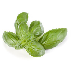 sweet basil herb leaves isolated on white background. Genovese basil leaf.