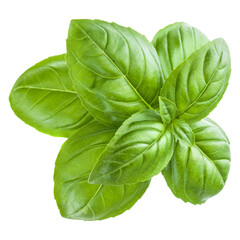 Fresh sweet Genovese basil leaves isolated on white background cutout.