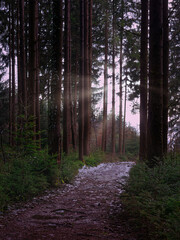 Fototapeta premium Sonnenlicht scheint durch Stämme von Nadelbäumen auf dunklem Waldweg