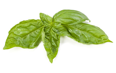 sweet basil herb leaves isolated on white background. Genovese basil leaf.