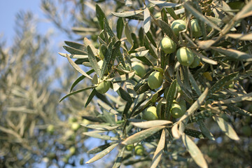 Fototapeta premium Green Olive Branch on a sunny day in the Greece garden.