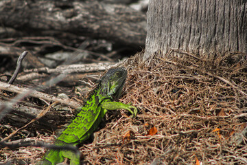 lizard on the tree