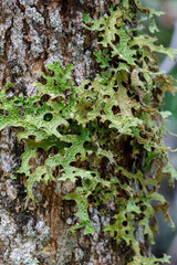 Lungwort, grows on trees in old unpolluted forests