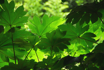 Beautiful green leaves lit from behind by sunlight in a botanical garden.