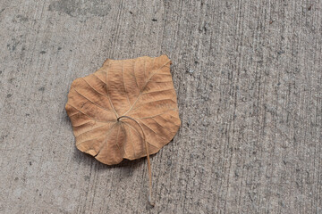 leaf on concrete 