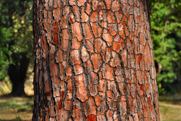 Colorful mosaic like patterned bark on a tree trunk in a park