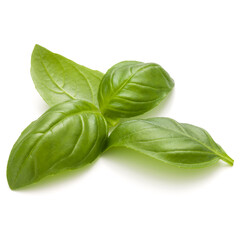 Sweet basil herb leaves handful isolated on white background closeup