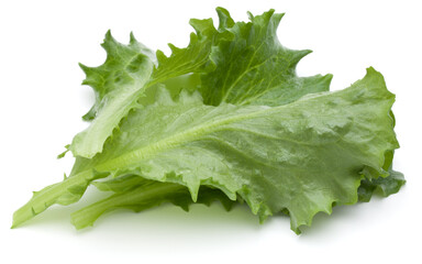 Close up studio shot of fresh green endive salad leaf isolated on white background.
