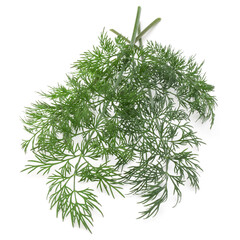 Close up shot of branch of fresh green dill herb leaves isolated on white background