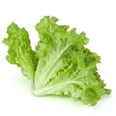 fresh green lettuce salad leaves isolated on white background