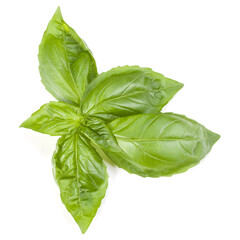 sweet basil herb leaves isolated on white background. Genovese basil leaf.