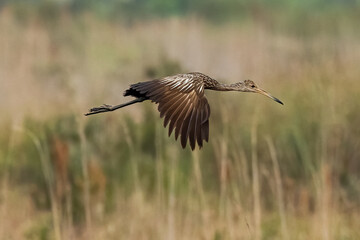 Limkin in Flight  at the Wildlife Refuge 