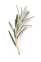 rosemary herb spice leaves isolated on white background cutout