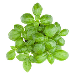 Fresh sweet Genovese basil bouquet isolated on white background cutout. Top view.