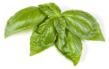 sweet basil herb leaves isolated on white background. Genovese basil leaf.