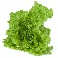 fresh green lettuce salad leaves isolated on white background