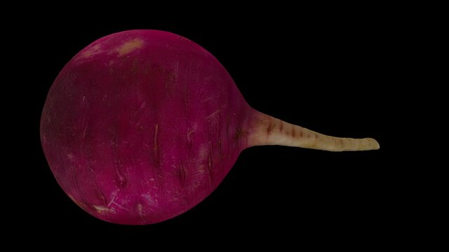 Realistic render of a rolling Red Radish on black background. The video is seamlessly looping, and the 3D object is scanned from a real radish.
