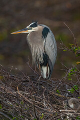 great blue heron
