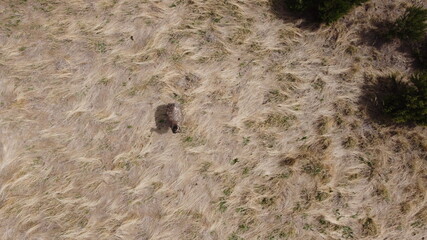 overhead view of a lone adult native australian emu in a large flowing grassy field, rural Victoria, Australia