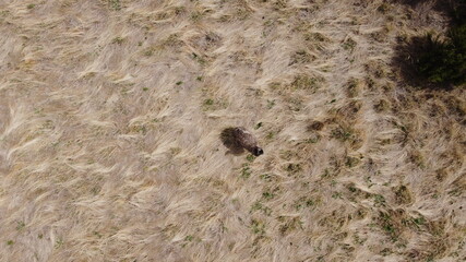 overhead view of a lone adult native australian emu in a large flowing grassy field, rural Victoria, Australia