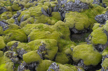 lava flow covered with moss. Landscape on peninsula Snaefellsnes in western Iceland.