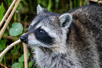 raccoon in the wetlands
