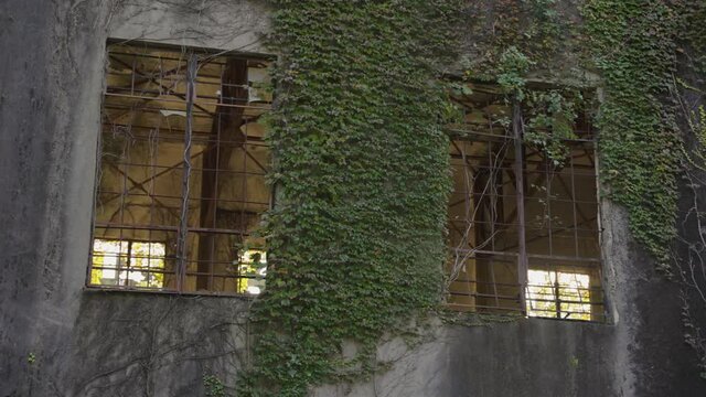 Ruin of Power Plant on Okunoshima, Japan. Close up of broken windows and Ivy