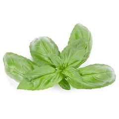 Fototapeta premium sweet basil herb leaves isolated on white background. Genovese basil leaf.