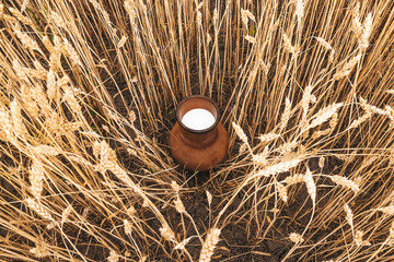 Milk in a earthenware jug of stands in wheat field. Agricultural background with with drink