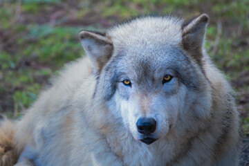 2021-02-16 A PORTRAIT OF A LARGE MALE GRAY WOLF LYING DOWN WITH BRIGHT YELLOW EYES