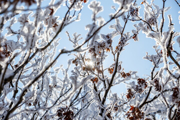 Close-up. Snow-covered twigs of a crunchy bush.