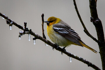 _DSC8673-Bullock's Oriole Perched On Limb