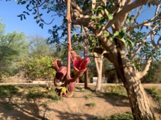 Kigelia flower, or sausage tree (lat..- Kigelia)