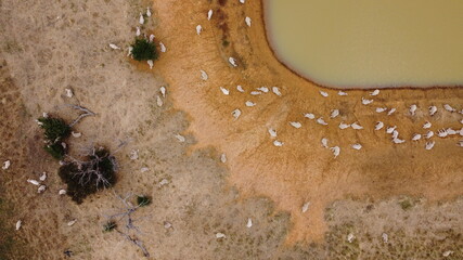 overhead view of a large flock of sheep resting in the sun and some walking to take a drink from...