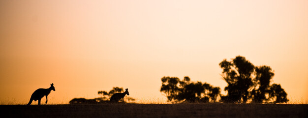 Fototapeta na wymiar Kangaroo silhouette an orange, red skyline in the Australian bush 