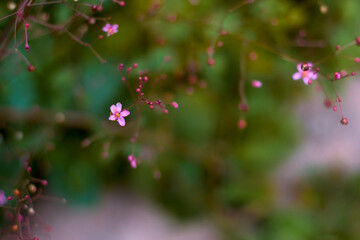 A top view of Talinum Paniculatum flower surrounded by panicles of flowers from above, with blurry green background.