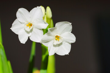 Fototapeta na wymiar White paperwhite narcissus bulb flowers forced in winter