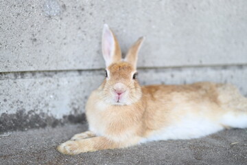 rabbit in the garden