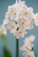 Obraz premium White paperwhite narcissus bulb flowers forced in winter