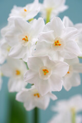 Naklejka na ściany i meble White paperwhite narcissus bulb flowers forced in winter