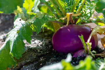 A large round organic purple coloured turnip or rutabaga root vegetable growing in a raised bed garden. The soil on the ground is dark, rich composited earth with shell bits mixed in among the dirt. 