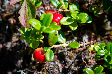 Macro of bright, crimson red, ripe, edible and sweet partridgeberry plant growing on a low lying...