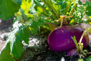 A large round organic purple coloured turnip or rutabaga root vegetable growing in a raised bed garden. The soil on the ground is dark, rich composited earth with shell bits mixed in among the dirt. 