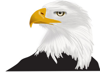 American bald eagle drawing with yellow beak and no background as a vector profile view