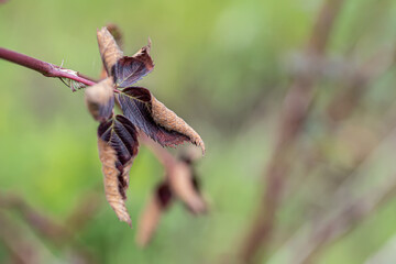 dead Blackberry leaves after frost in spring. Dried frozen leaves of plants after spring cold.