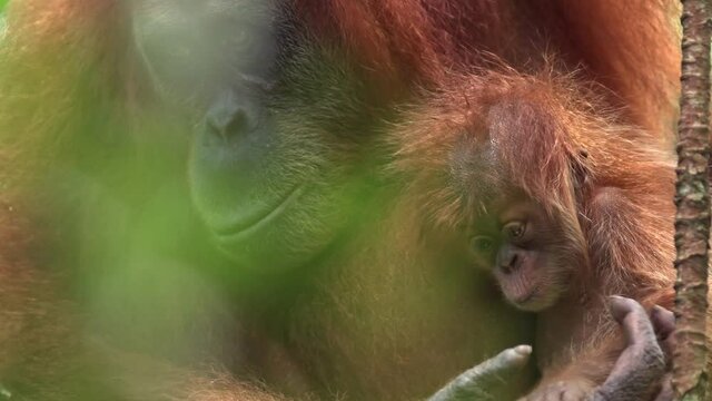 Sumatran orangutan (Pongo abelii), wild adult female with a young infant, probably only one year old. Bukit Lawang, North Sumatra