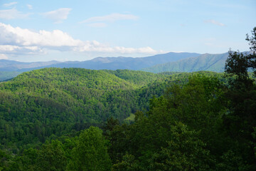 Fototapeta premium forest in the mountains