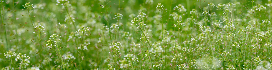 Capsella bursa-pastoris, shepherd's purse wide background. in meadow in natural environment of sprouting. Young plants with white flowers. Medicinal herbs during flowering.